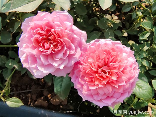 ?陽(yáng)臺養不好月季？推薦10款微型月季，花艷麗好養護(圖4)