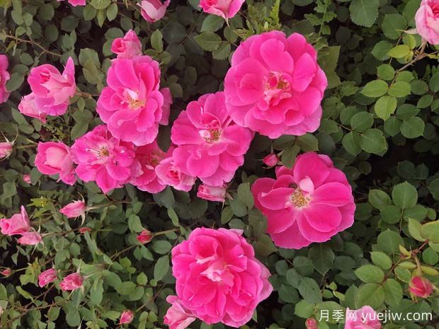 區分豐花月季和其他月季的方法有哪些？(圖1)