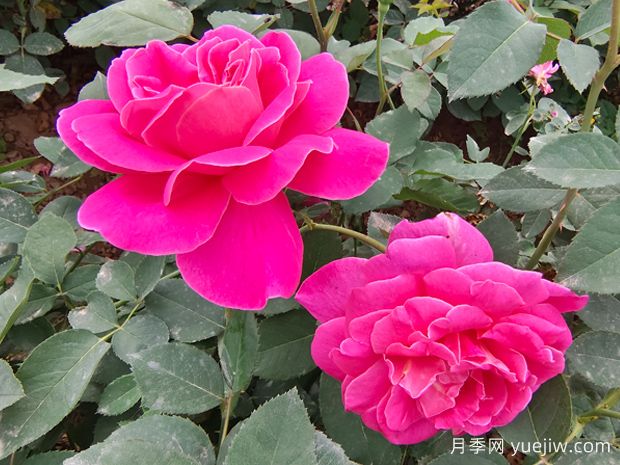 月季花的第二波花，如何讓花長(cháng)得更好？(圖1)