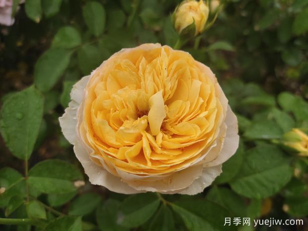 推薦一些適合做切花的品種月季？(圖1)
