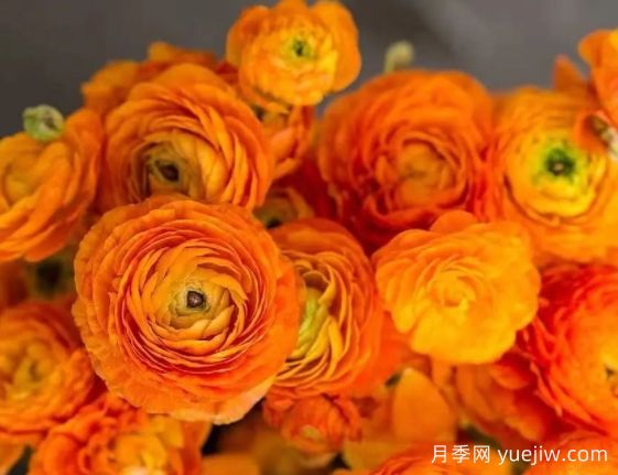 欲與牡丹爭艷的花毛茛“洋牡丹”，超高顏值(圖1)