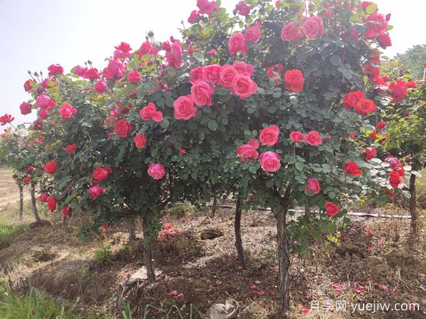 好看且花量大的樹(shù)狀月季，開(kāi)花很美，別墅庭院種植上(圖1)
