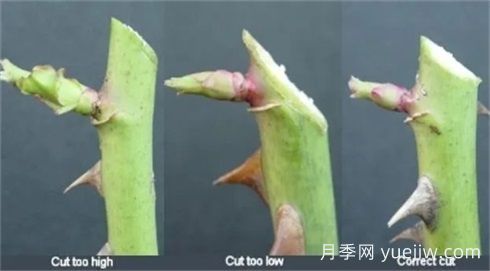 全面月季修剪教程：修剪時(shí)間、修剪程度及各類(lèi)月季修剪方法(圖3)