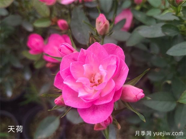 南寧花卉公園3萬(wàn)株月季入盛花期，市民聞香而來(lái)(圖3)