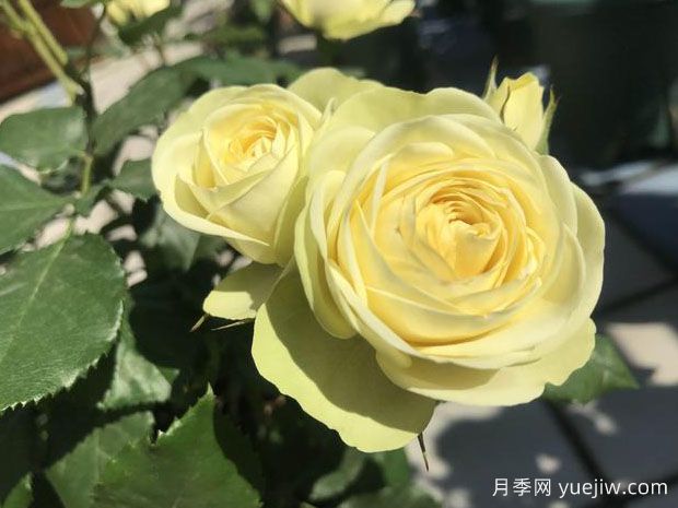 奶油龍沙寶石月季/奶龍月季(圖1)