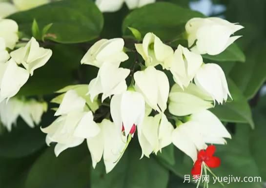 龍吐珠的生長(cháng)習性和養殖注意事項(圖1)