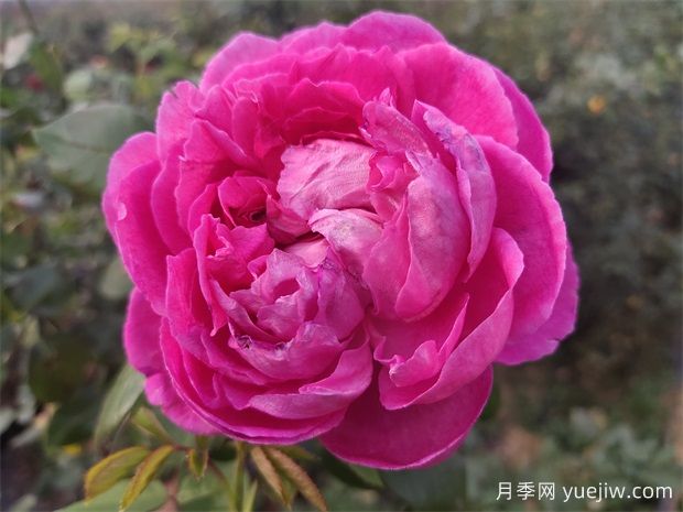 害怕花刺，推薦10種無(wú)刺少刺又仙氣十足的月季品種(圖2)