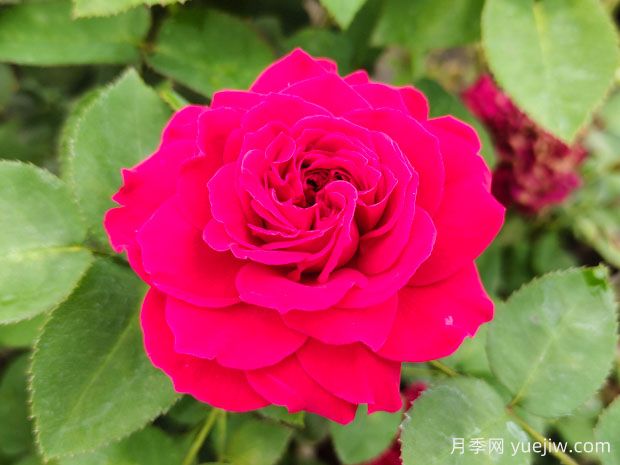 月季花和玫瑰花有區別嗎？(圖2)