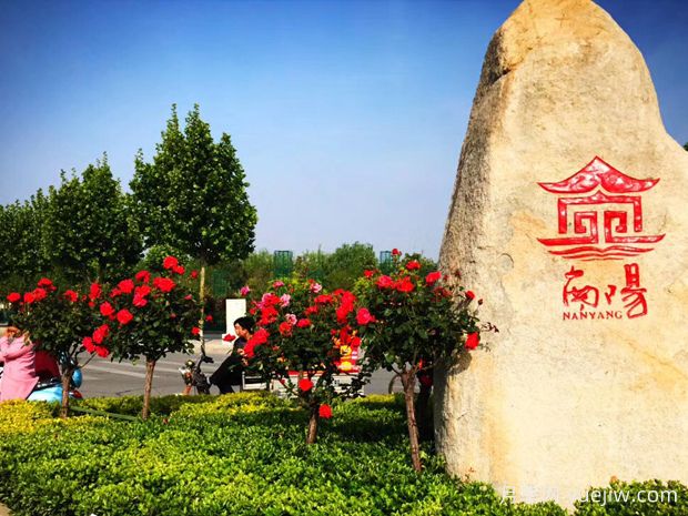 中國月季的魅力，看南陽(yáng)月季的種類(lèi)(圖3)