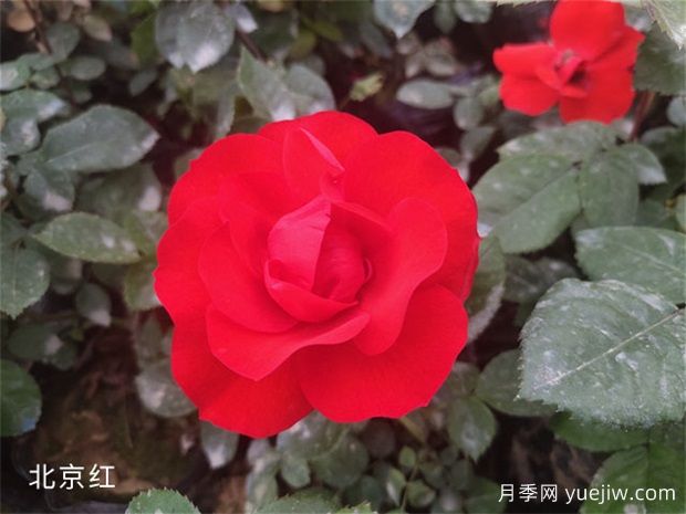 中國月季的魅力，看南陽(yáng)月季的種類(lèi)(圖2)