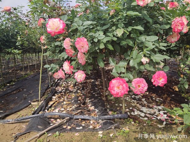 庭院首選棒棒糖樹(shù)狀月季，氣質(zhì)花卉，典雅大方(圖1)