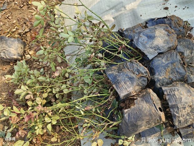 仙境盆栽月季杯苗粉色豐花，綠化工程批發(fā)(圖3)