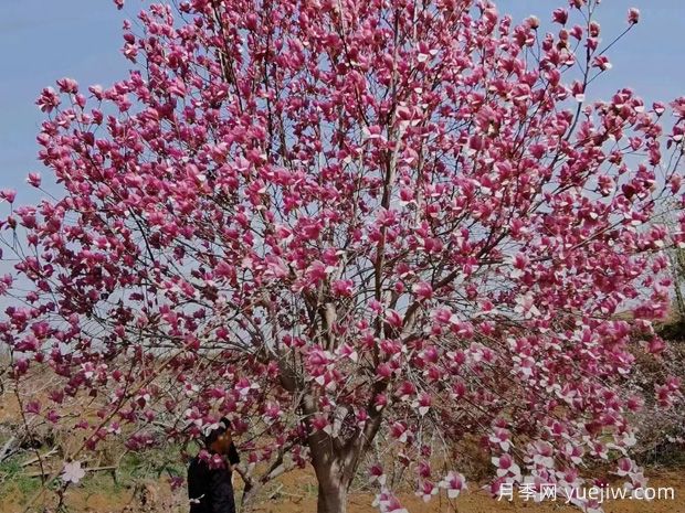 庭院植物如何種出高級感？(圖1)