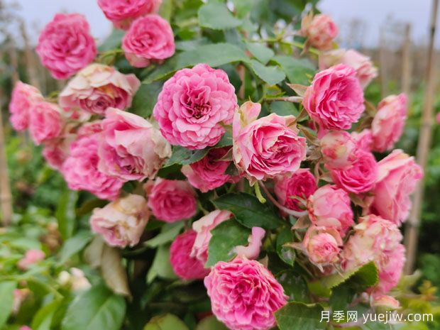 花量大生長(cháng)快的4種月季花，適合打造花墻拱門(mén)(圖1)