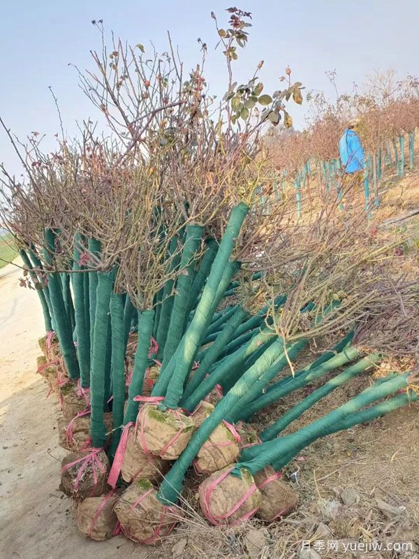 5公分樹(shù)樁月季美化湖南行道景觀(guān)(圖1)