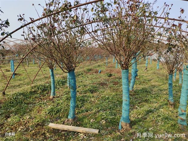 8-12公分高桿樹(shù)樁月季基地供應出售，園林別墅大景觀(guān)(圖2)