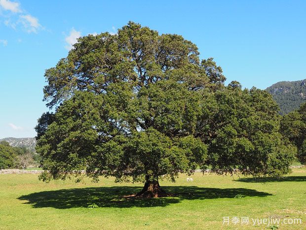 城市綠化常見(jiàn)的14種行道樹(shù)，誰(shuí)才是***優(yōu)秀的行道樹(shù)？(圖2)