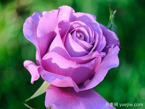 悶悶不樂(lè )月季的優(yōu)缺點(diǎn)是什么？(圖1)