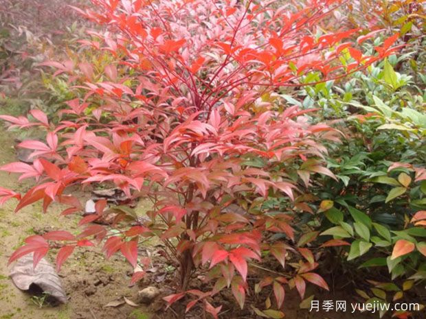 10種非常受歡迎的室內植物有什么？(圖1)