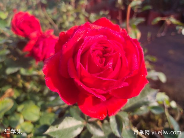 經(jīng)典中國紅微月看紅蘋(píng)果月季(圖1)