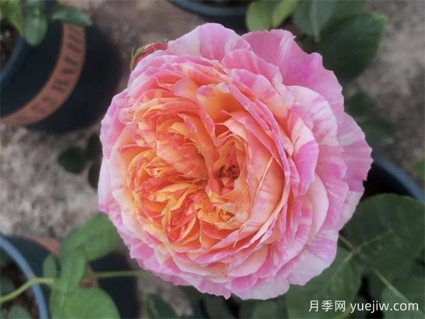 適合陽(yáng)臺栽培的6款灌木月季，爆花抗病易養護(圖1)