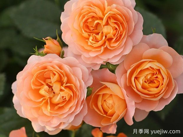 適合陽(yáng)臺栽培的6款灌木月季，爆花抗病易養護(圖3)
