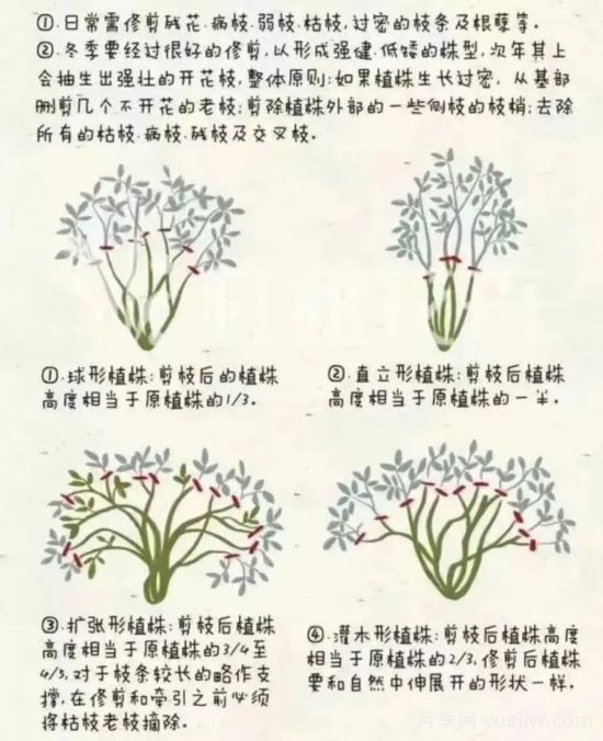 又快到春天月季修剪時(shí)，詳細圖解教你學(xué)會(huì )要領(lǐng)(圖1)