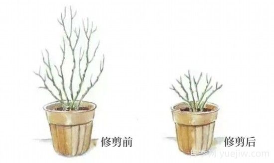 又快到春天月季修剪時(shí)，詳細圖解教你學(xué)會(huì )要領(lǐng)(圖2)