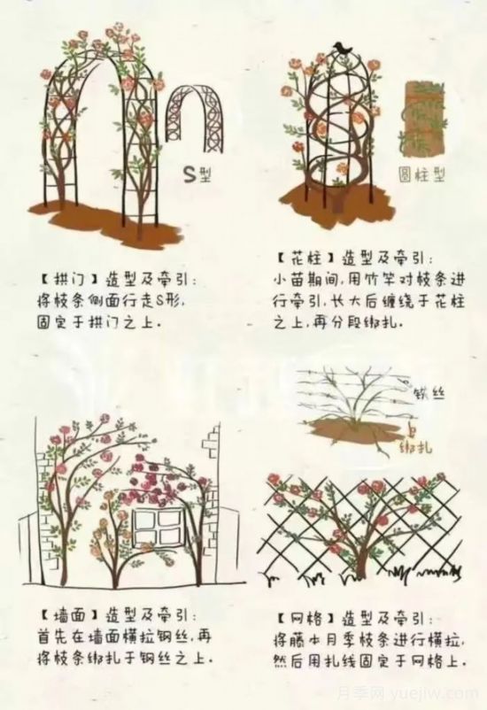 又快到春天月季修剪時(shí)，詳細圖解教你學(xué)會(huì )要領(lǐng)(圖3)
