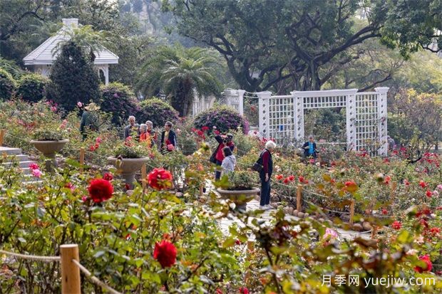 冬日爛漫花海惹人醉，廣州云臺花園1.2萬(wàn)棵月季花盛放(圖2)