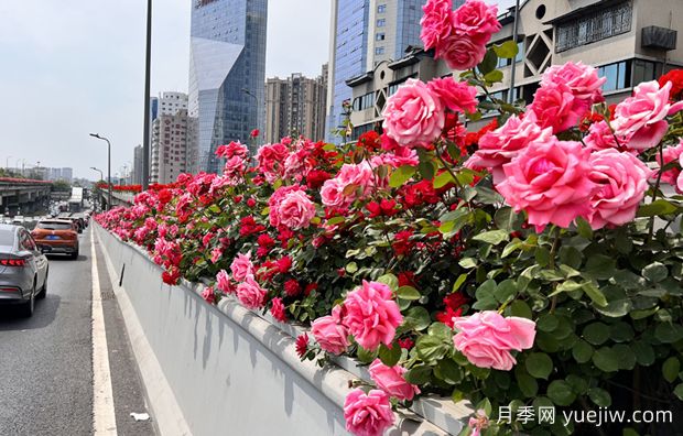 成都二環(huán)高架橋月季下橋過(guò)冬，四月相會(huì )(圖1)