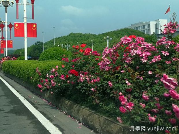 長(cháng)沙月季應用和景觀(guān)圖集(圖4)