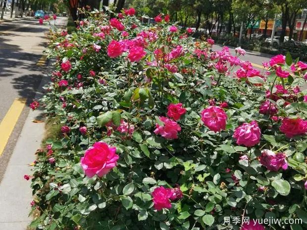 岳陽(yáng)月季應用和景觀(guān)圖集(圖1)