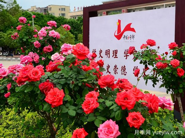 贛州月季應用和景觀(guān)圖集(圖2)