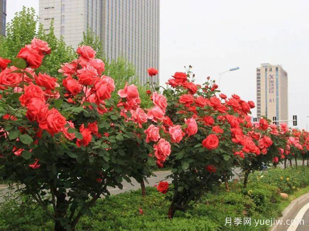 合肥月季應用和景觀(guān)圖集(圖1)