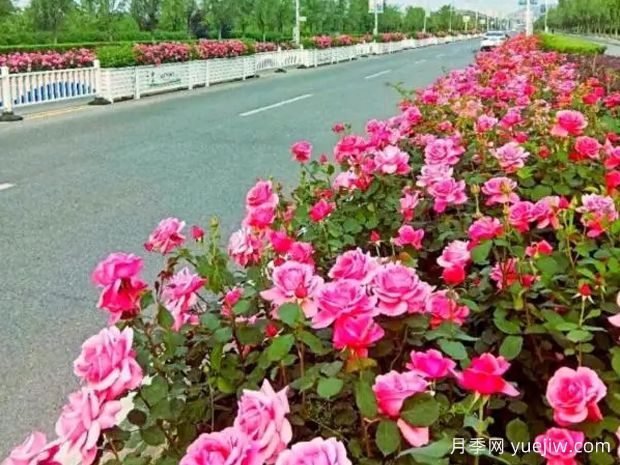 銅陵月季應用和景觀(guān)圖集(圖1)