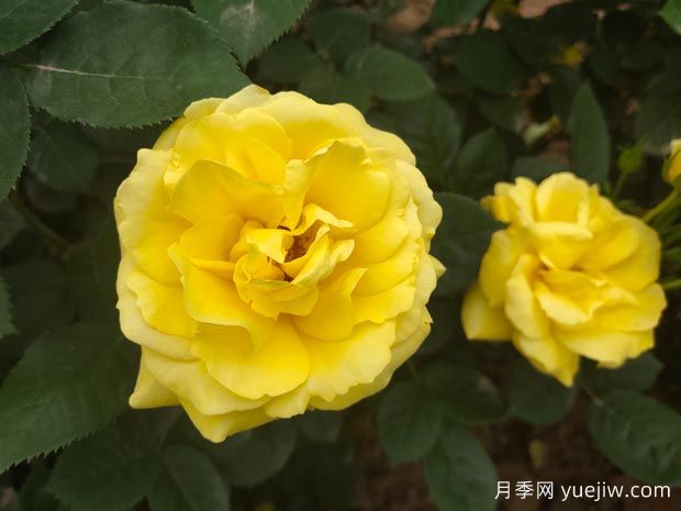 黃玫瑰的花語(yǔ)是什么？黃玫瑰的寓意和象征(圖1)