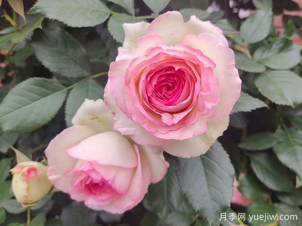 月季花哪個(gè)品種***好？經(jīng)典月季花名稱(chēng)和圖片(圖1)