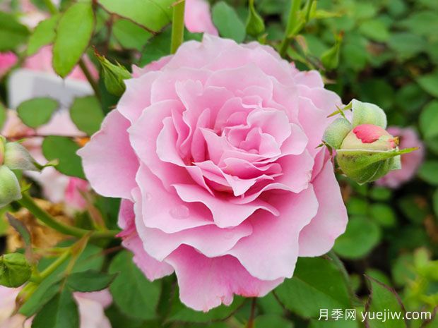 如何養好月季花？月季栽培管理技術(shù)要點(diǎn)(圖1)