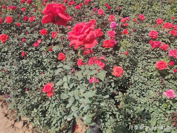 月季只長(cháng)葉子不開(kāi)花？應該怎么辦(圖1)