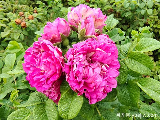 紫枝玫瑰，一年多次開(kāi)花的綠化玫瑰(圖1)