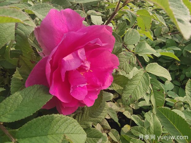 紫枝玫瑰，一年多次開(kāi)花的綠化玫瑰(圖2)
