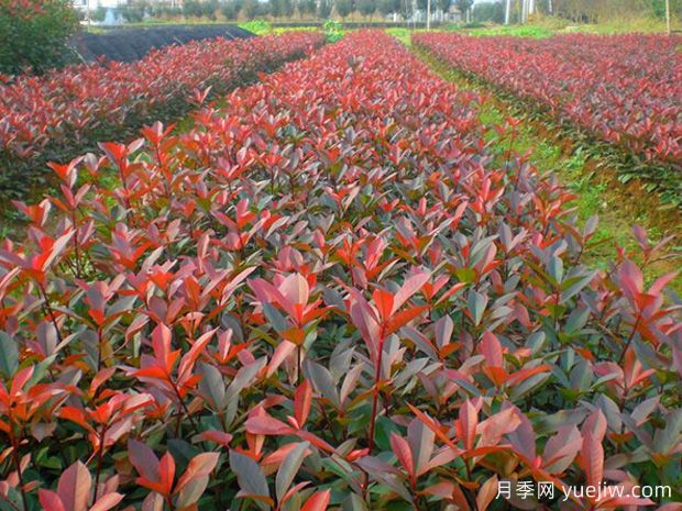 紅葉石楠種植密度應該是多少株？(圖1)