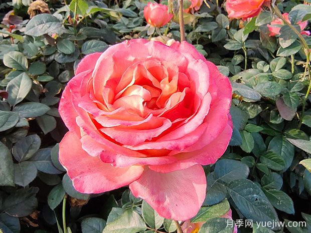 現代月季為什么會(huì )月月開(kāi)花(圖1)