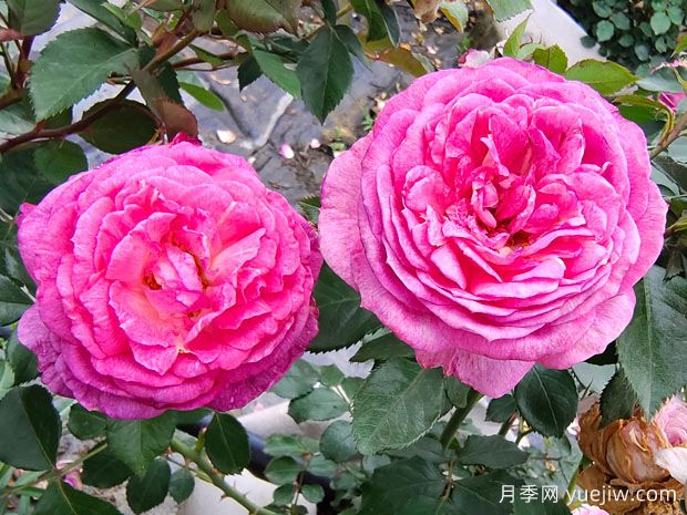 現代月季為什么會(huì )月月開(kāi)花(圖2)