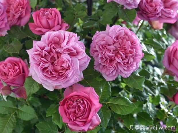 好養的4種月季花，可以種在陽(yáng)臺或庭院里(圖3)