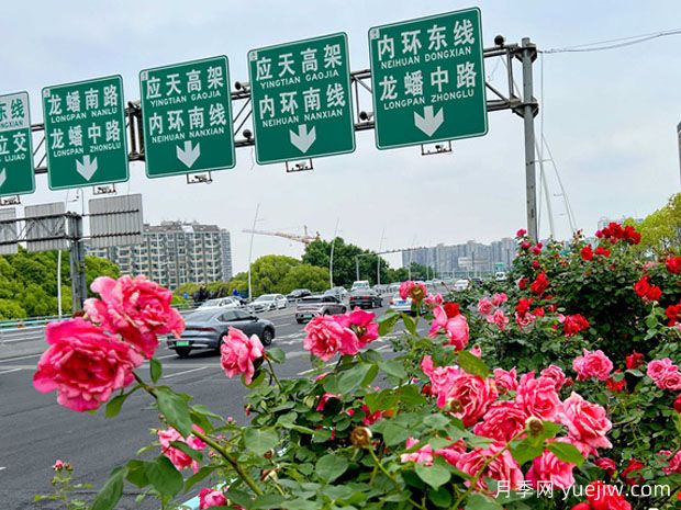 南京月季應用和景觀(guān)圖集(圖4)