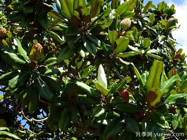 廣玉蘭什么時(shí)候開(kāi)花？花語(yǔ)和種植技巧是什么？(圖1)