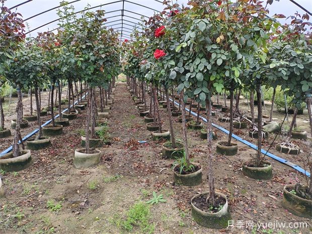 2024年綠化苗木種植風(fēng)向標，苗木如何才能掙錢(qián)？(圖1)