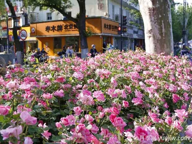 杭州月季應用和景觀(guān)圖集(圖5)